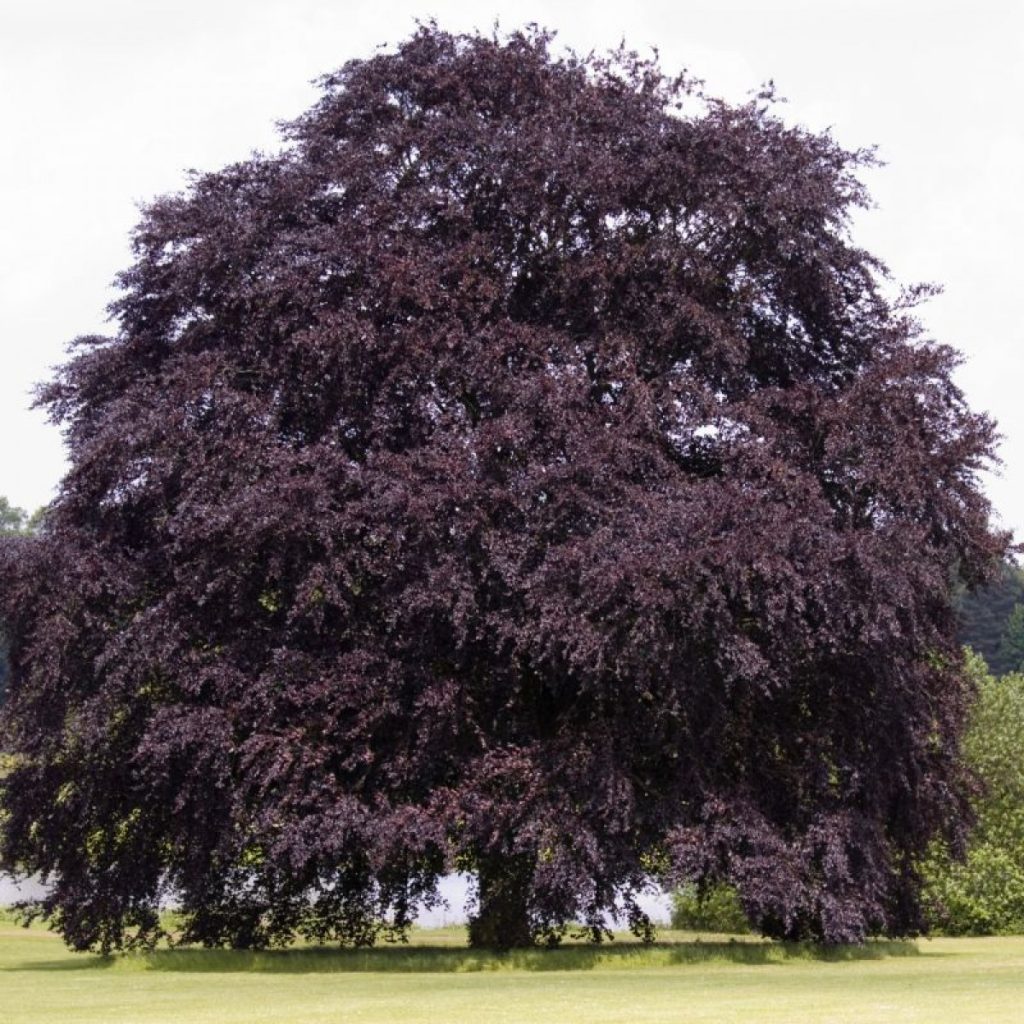 Copper beech: A striking addition to your landscape